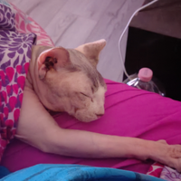Sphynx