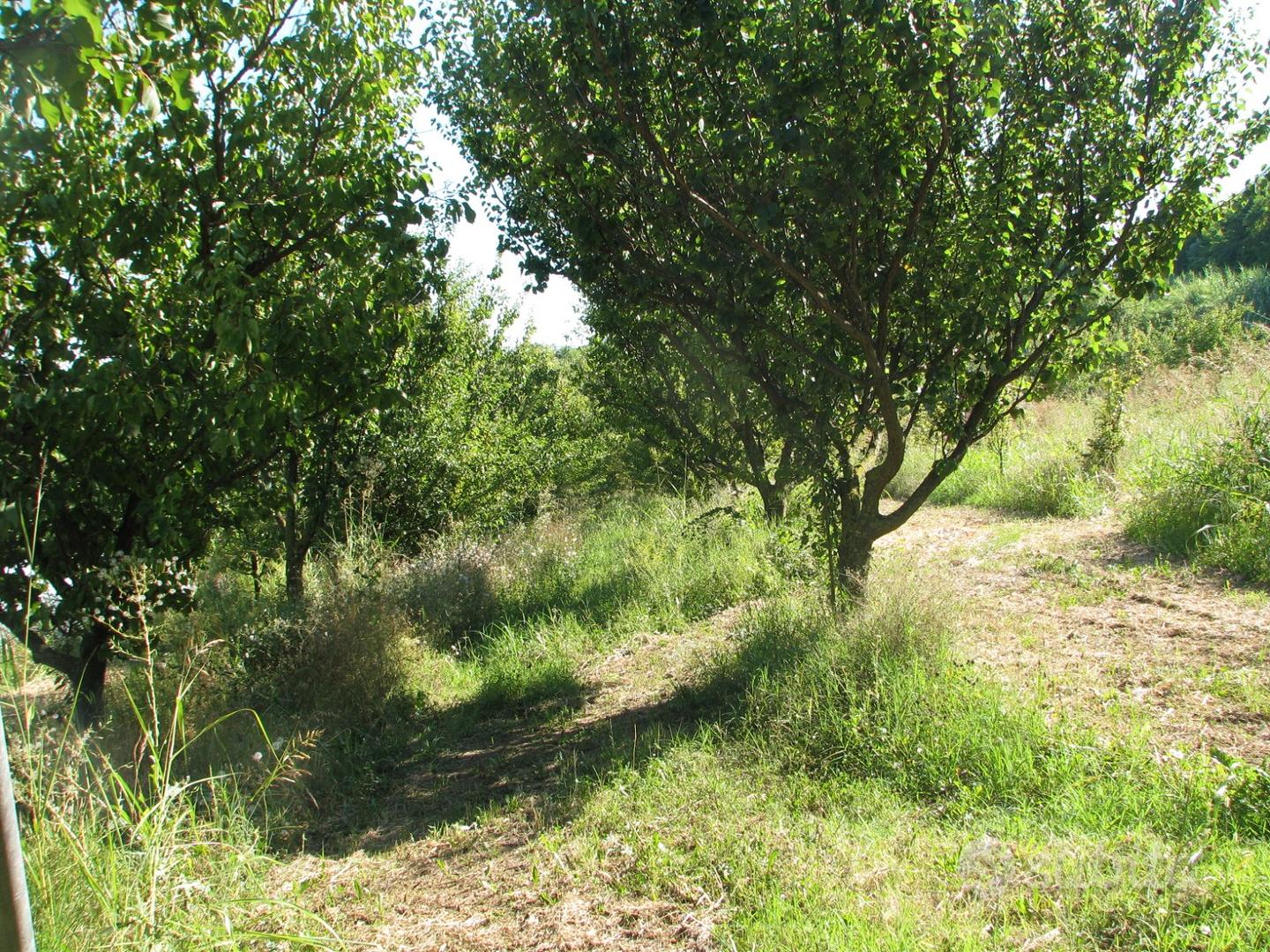 Due terreni agricoli a Castelnuovo Don Bosco (AT) - Vista 2