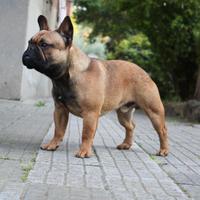 Bouledogue francese monta