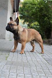 Bouledogue francese monta