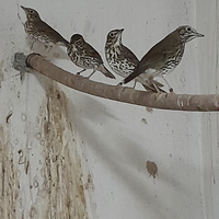 Femmine di tordo 2025