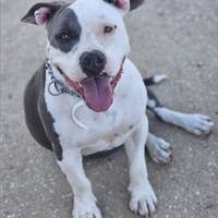 Amstaff Blu Cuccioli