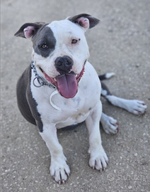 Amstaff Blu Cuccioli