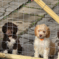 Lagotto
