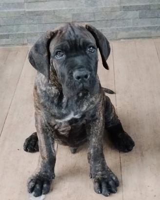 Cuccioli cane corso