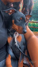 Pinscher