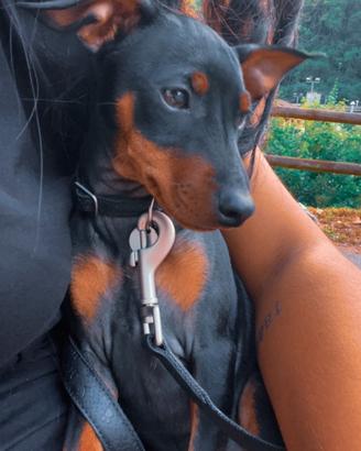 Pinscher