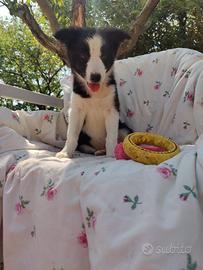 Border Collie femmina