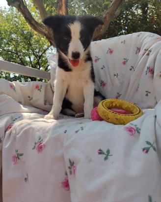 Border Collie femmina