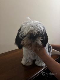 Tre Cuccioli di Shitzu con pedigree
