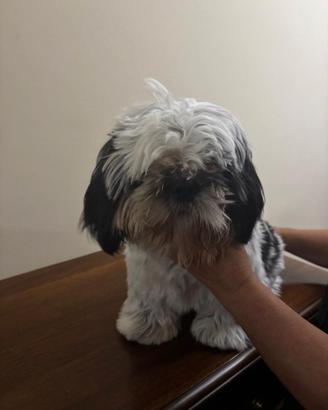 Tre Cuccioli di Shitzu con pedigree