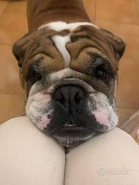 Bulldog inglese