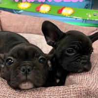 Bulldog francesi femmine