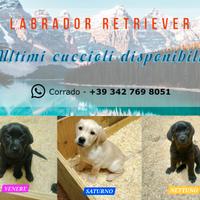 Ultimi cuccioli labrador disponibili