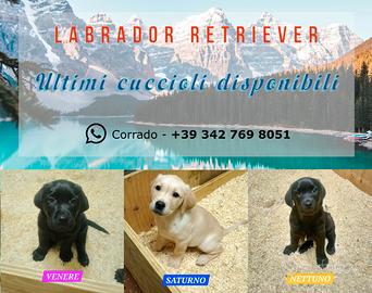 Ultimi cuccioli labrador disponibili