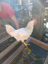Galli