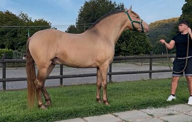 Cavallo Andaluso