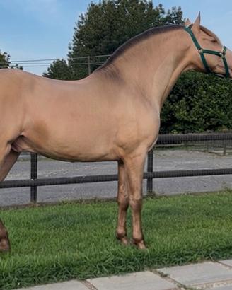 Cavallo Andaluso