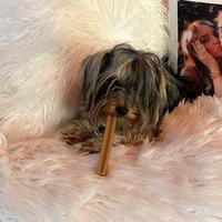 Cane per monta