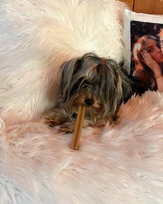 Cane per monta