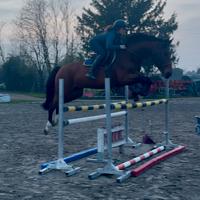 Cavallo italiano 12 anni h 168 circa