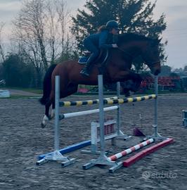 Cavallo italiano 12 anni h 168 circa