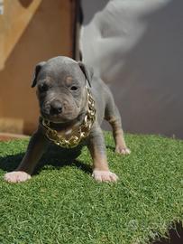 Pitbull tricolor e blue nose