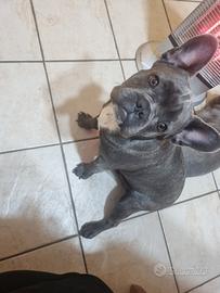 Buldog francese blue