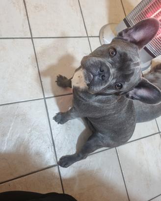 Buldog francese blue