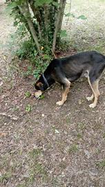 Cane da tartufo - bravo nel riporto