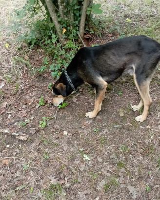 Cane da tartufo - bravo nel riporto
