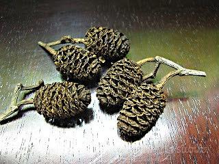 Arredo acquario terrario - Pigne di ontano