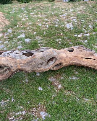 Tronco di legno
