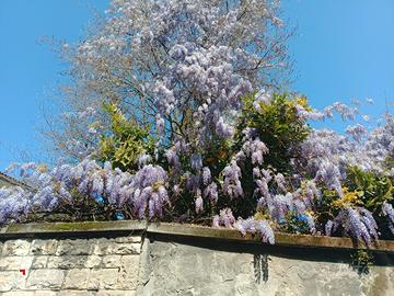 Custode non retribuito in villa zona cenate sopra