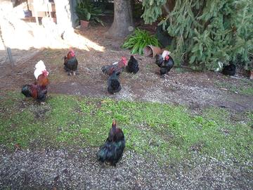 Galli cocincina