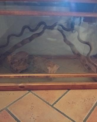 terrario 