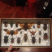 Teca entomologica vintage, tassidermia vera 