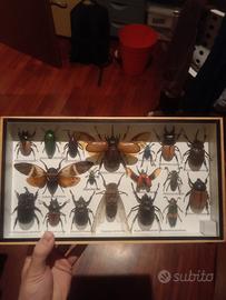 Teca entomologica vintage, tassidermia vera 