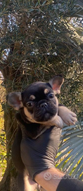 Bulldog francese esotici