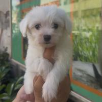 Maltese mini toy