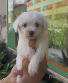 Maltese mini toy