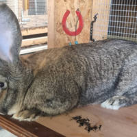 Cuccioli di coniglio gigante delle fiandre