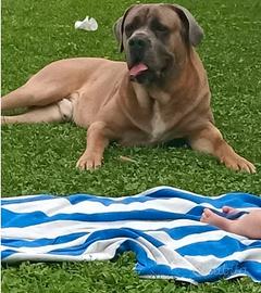 Cane corso