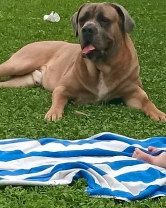 Cane corso