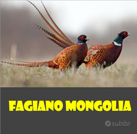 Fagiani Mongolia