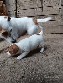 Jack russell
