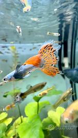 Pesci guppy endler
