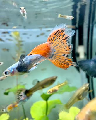Pesci guppy endler