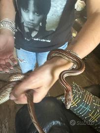 Pantherophis guttatus (serpente del grano)
