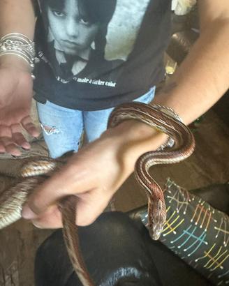 Pantherophis guttatus (serpente del grano)